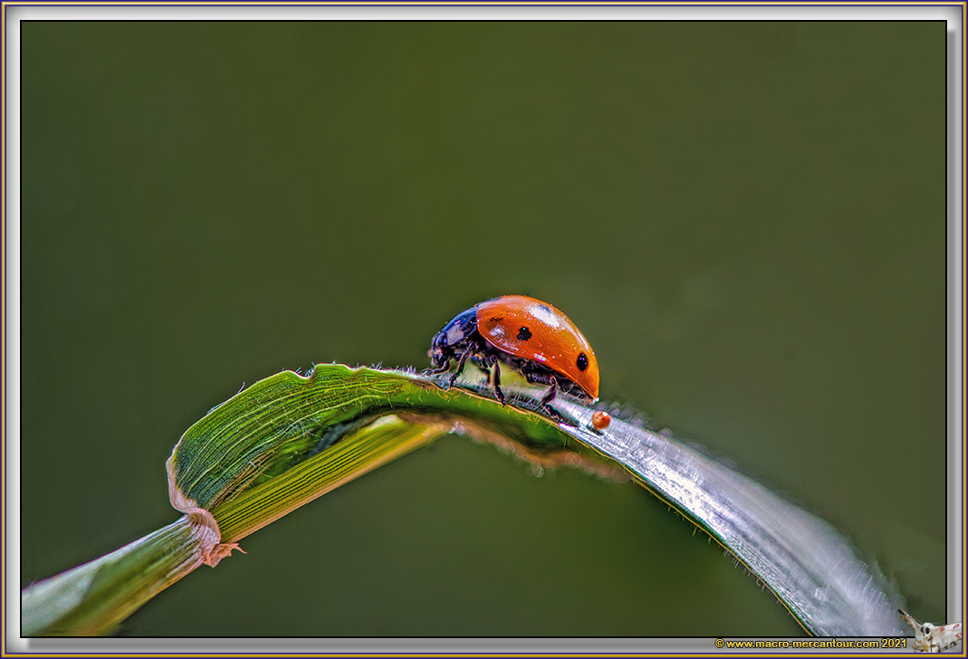 Coccinelle